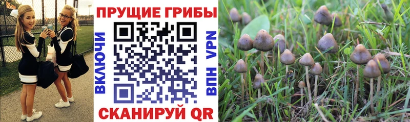 Псилоцибиновые грибы Psilocybe  наркошоп  Чекалин 